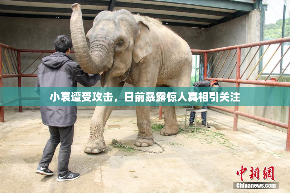 小哀遭受攻击，日前暴露惊人真相引关注