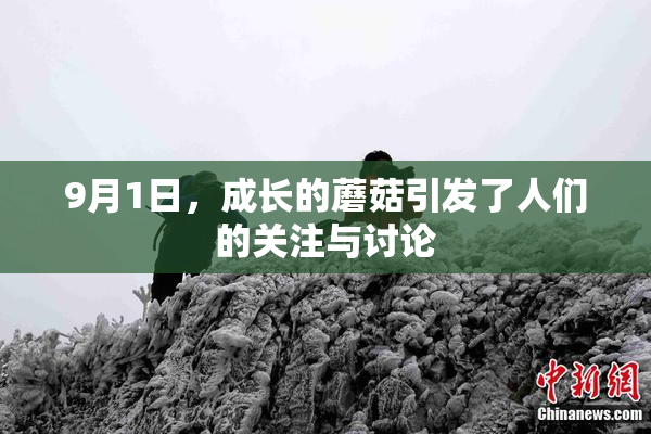 9月1日，成长的蘑菇引发了人们的关注与讨论