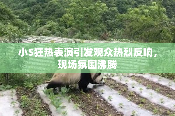 小S狂热表演引发观众热烈反响，现场氛围沸腾