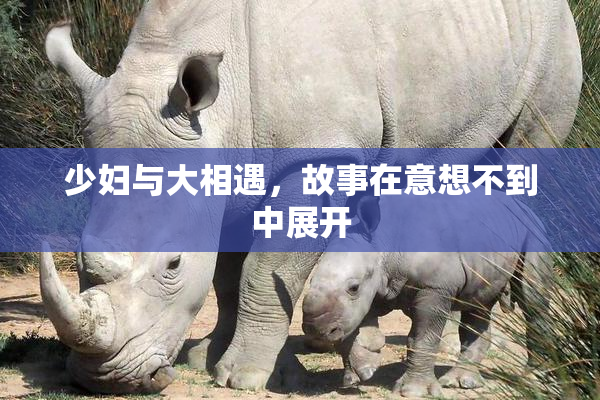 少妇与大相遇，故事在意想不到中展开