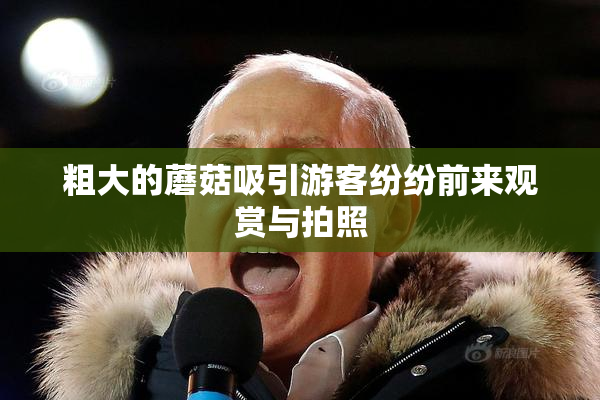 粗大的蘑菇吸引游客纷纷前来观赏与拍照
