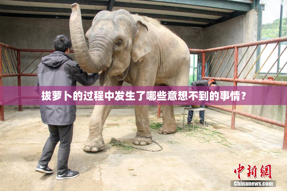 拔萝卜的过程中发生了哪些意想不到的事情？