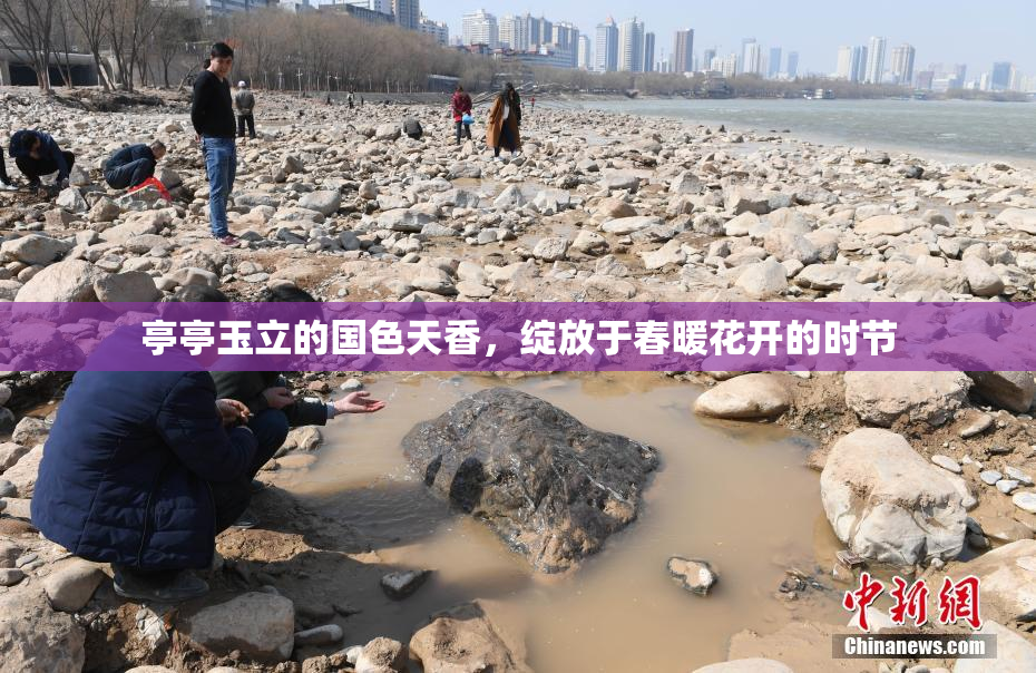 亭亭玉立的国色天香，绽放于春暖花开的时节