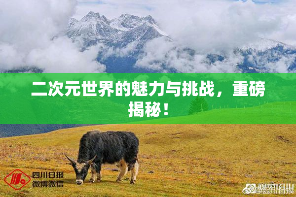 二次元世界的魅力与挑战，重磅揭秘！