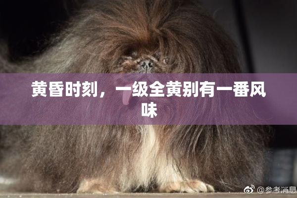 黄昏时刻，一级全黄别有一番风味