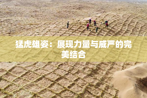 猛虎雄姿：展现力量与威严的完美结合