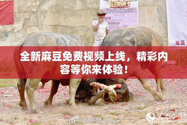 全新麻豆免费视频上线，精彩内容等你来体验！