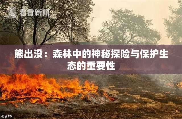 熊出没：森林中的神秘探险与保护生态的重要性