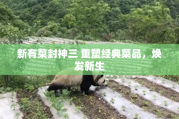 新有菜封神三 重塑经典菜品，焕发新生