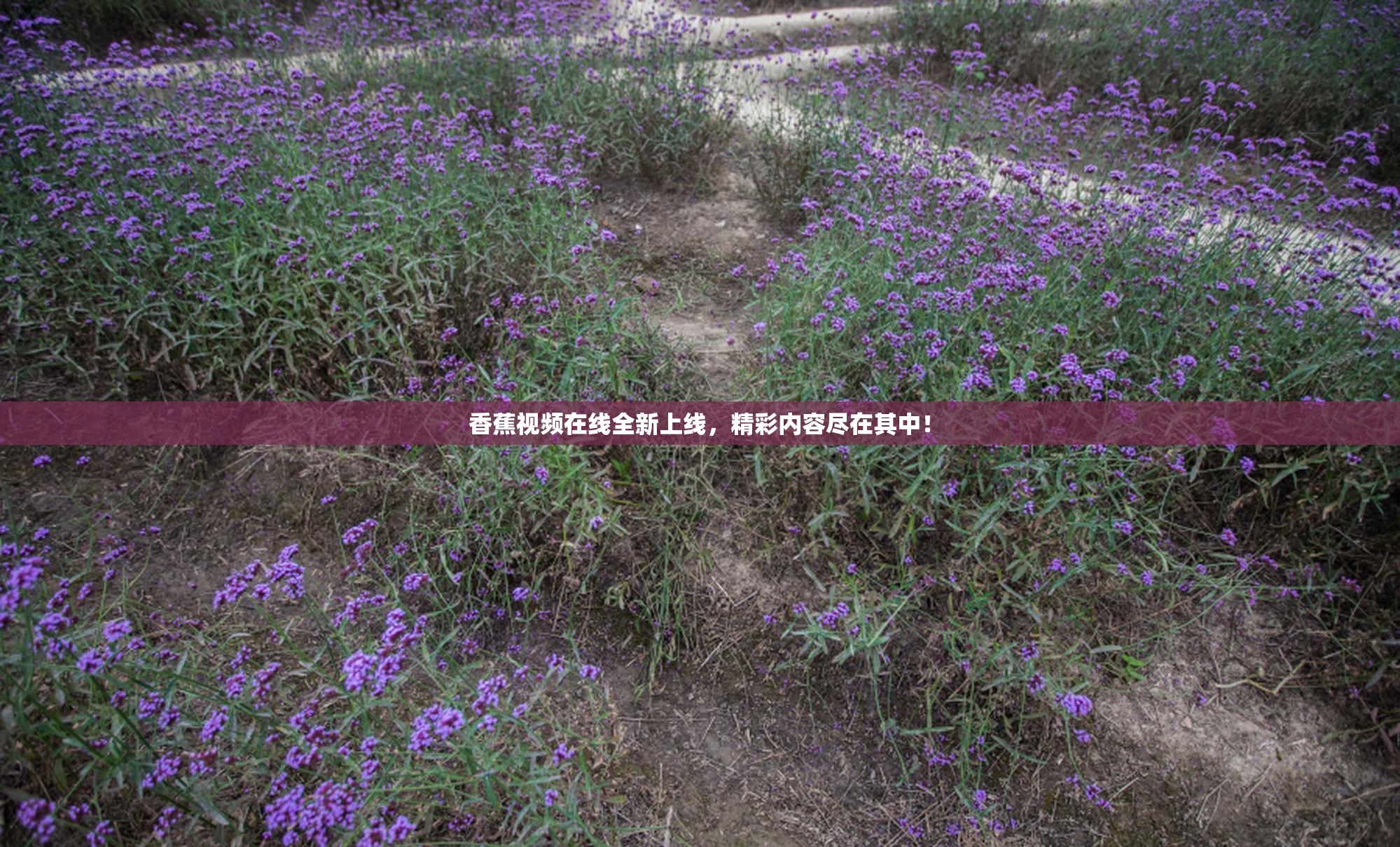 香蕉视频在线全新上线，精彩内容尽在其中！