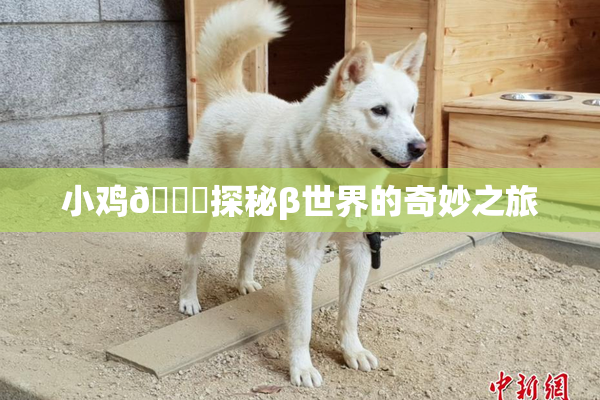 小鸡🐔探秘β世界的奇妙之旅