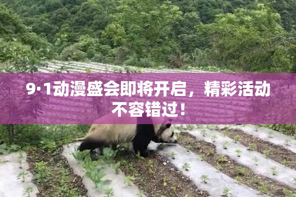 9·1动漫盛会即将开启，精彩活动不容错过！