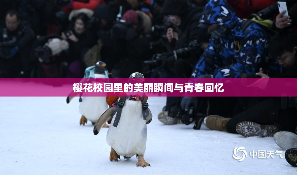 樱花校园里的美丽瞬间与青春回忆