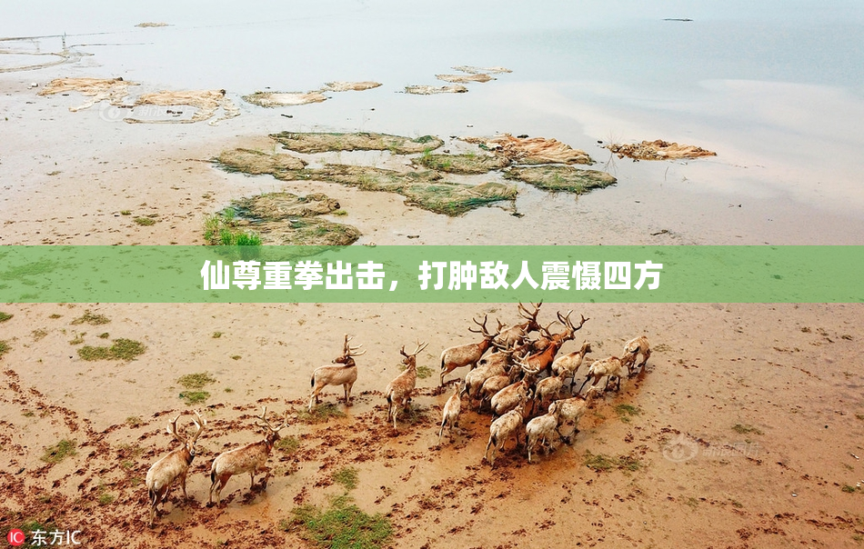仙尊重拳出击，打肿敌人震慑四方