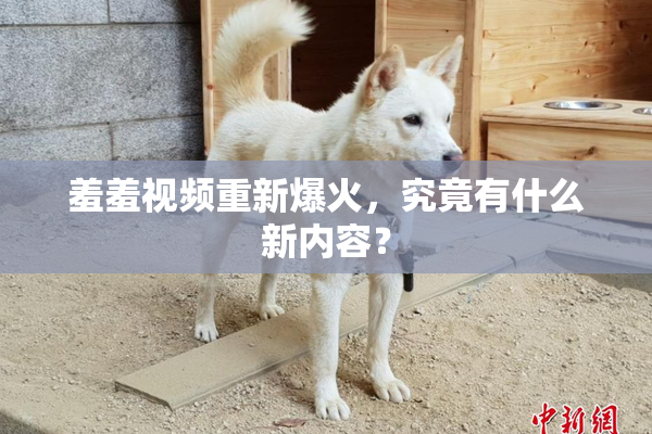 羞羞视频重新爆火，究竟有什么新内容？