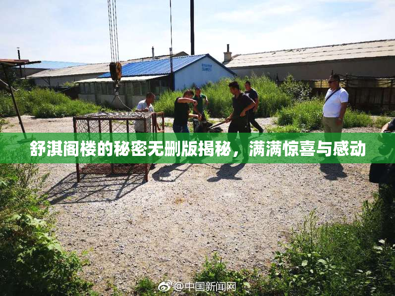 舒淇阁楼的秘密无删版揭秘，满满惊喜与感动