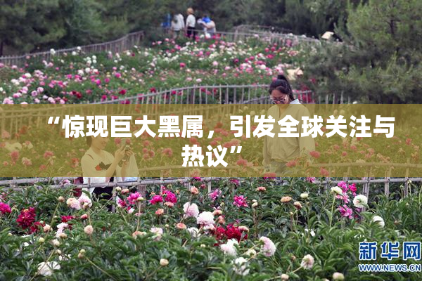 “惊现巨大黑属，引发全球关注与热议”