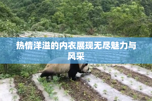 热情洋溢的内衣展现无尽魅力与风采