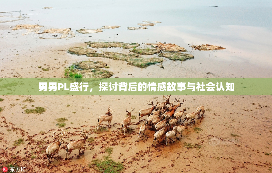男男PL盛行，探讨背后的情感故事与社会认知
