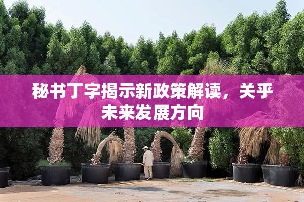 秘书丁字揭示新政策解读，关乎未来发展方向