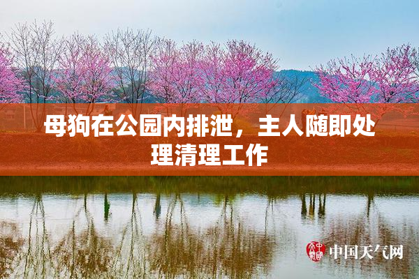 母狗在公园内排泄，主人随即处理清理工作