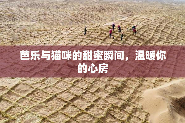 芭乐与猫咪的甜蜜瞬间，温暖你的心房