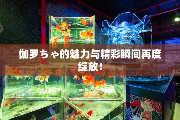 伽罗ちゃ的魅力与精彩瞬间再度绽放！