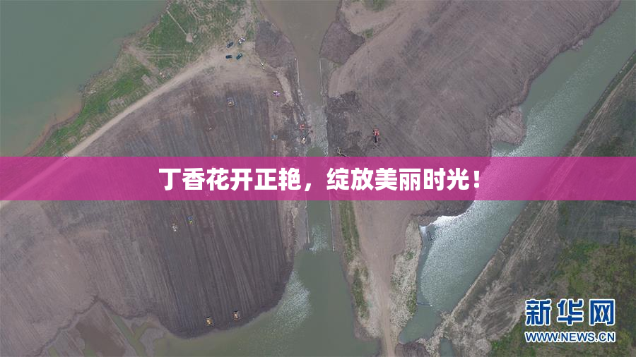 丁香花开正艳，绽放美丽时光！