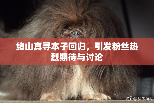 绪山真寻本子回归，引发粉丝热烈期待与讨论