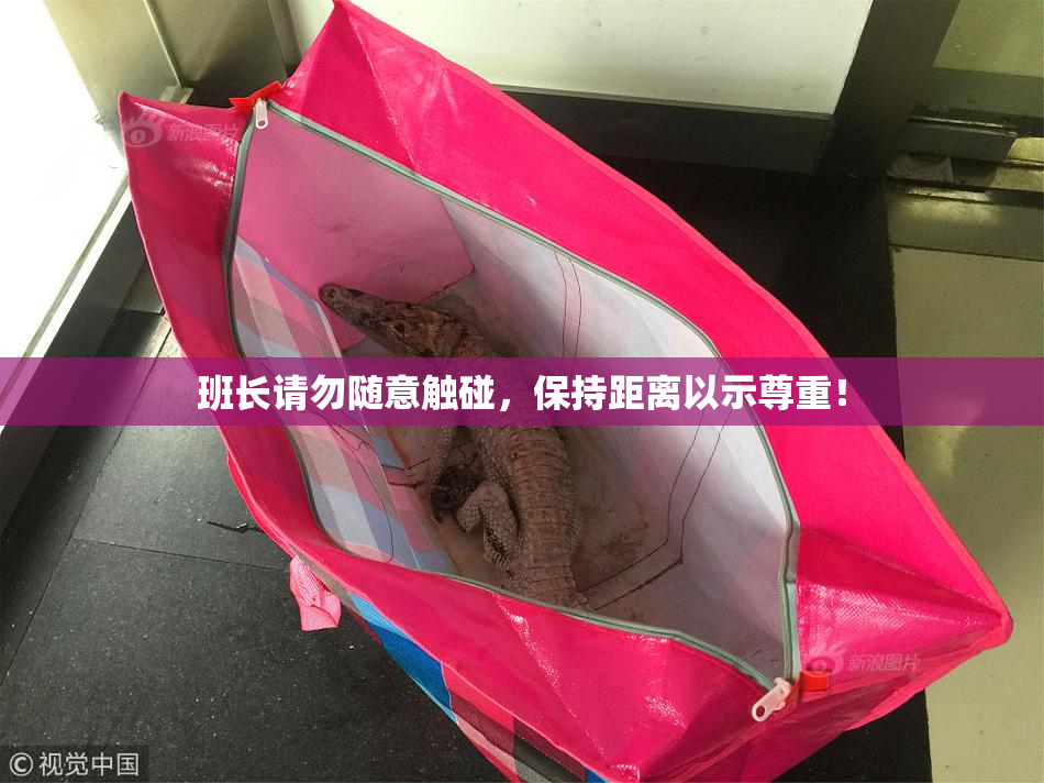 班长请勿随意触碰，保持距离以示尊重！