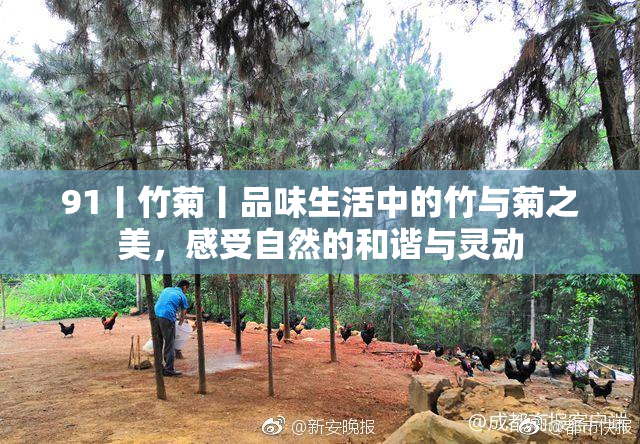 91丨竹菊丨品味生活中的竹与菊之美，感受自然的和谐与灵动