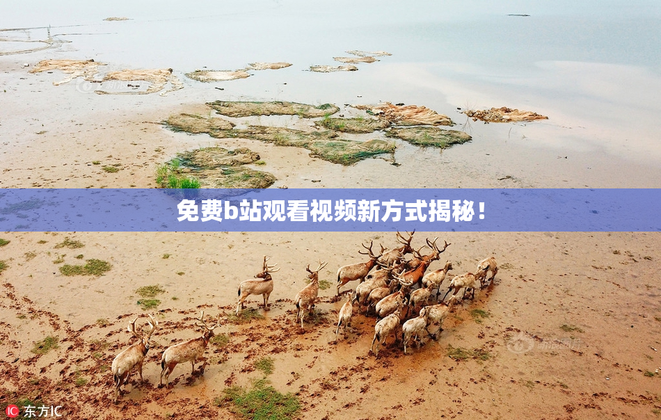 免费b站观看视频新方式揭秘！