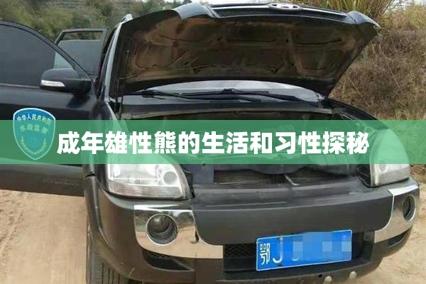 成年雄性熊的生活和习性探秘
