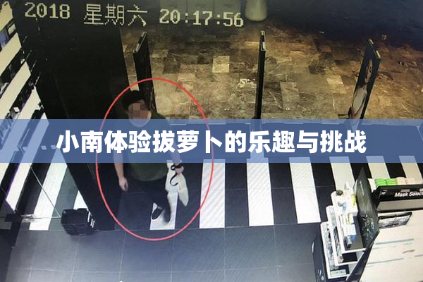 小南体验拔萝卜的乐趣与挑战