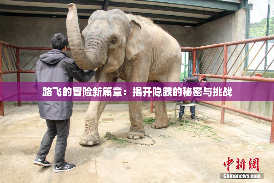 路飞的冒险新篇章：揭开隐藏的秘密与挑战