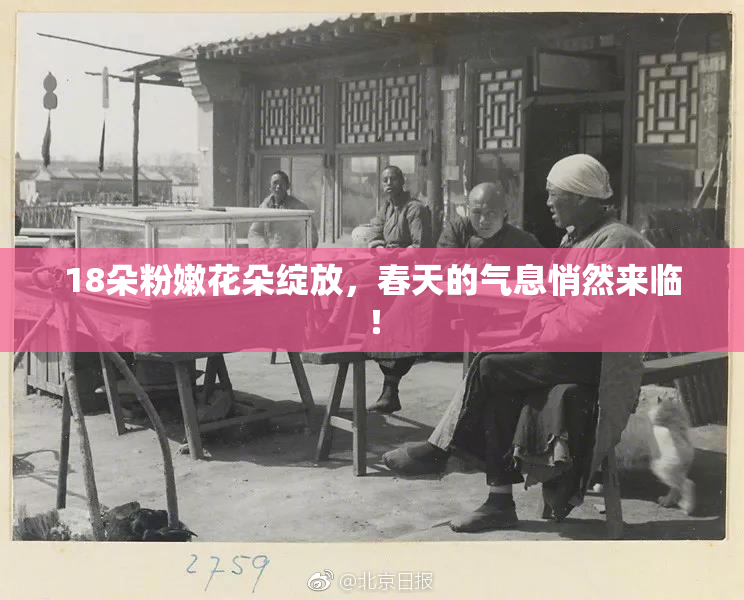 18朵粉嫩花朵绽放，春天的气息悄然来临！