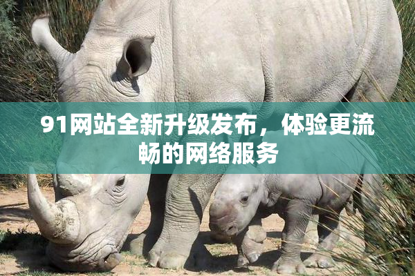 91网站全新升级发布，体验更流畅的网络服务