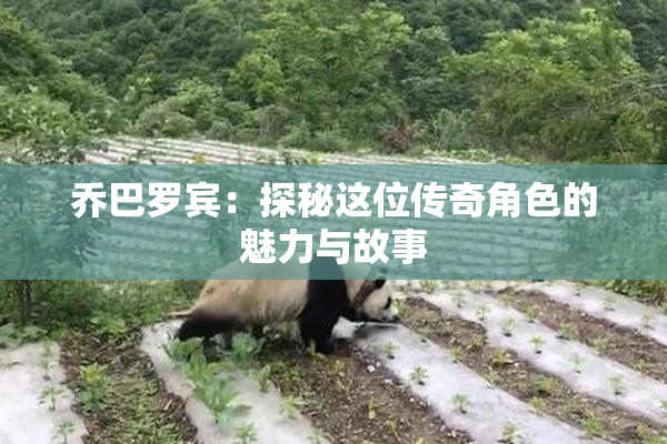 乔巴罗宾：探秘这位传奇角色的魅力与故事