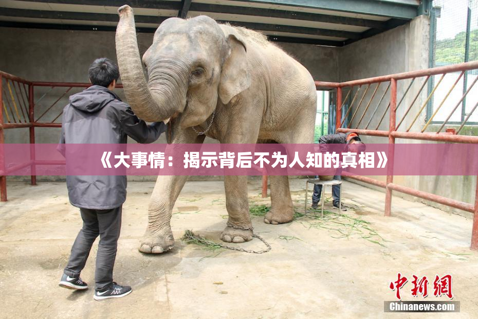 《大事情：揭示背后不为人知的真相》