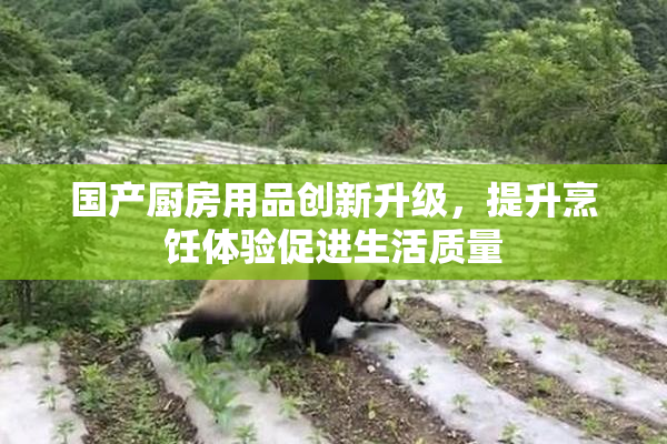 国产厨房用品创新升级，提升烹饪体验促进生活质量