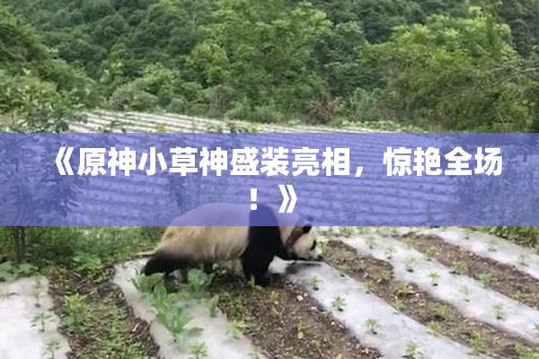 《原神小草神盛装亮相，惊艳全场！》