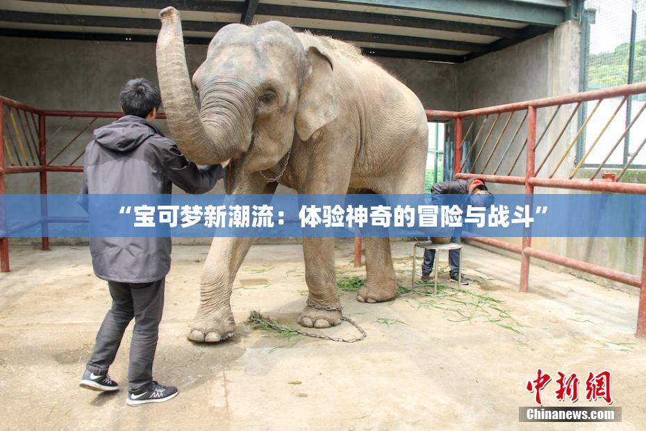 “宝可梦新潮流：体验神奇的冒险与战斗”