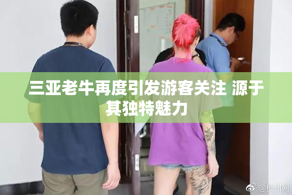 三亚老牛再度引发游客关注 源于其独特魅力