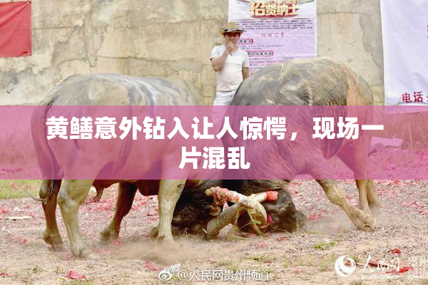 黄鳝意外钻入让人惊愕，现场一片混乱