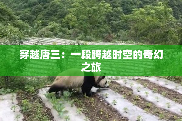 穿越唐三：一段跨越时空的奇幻之旅