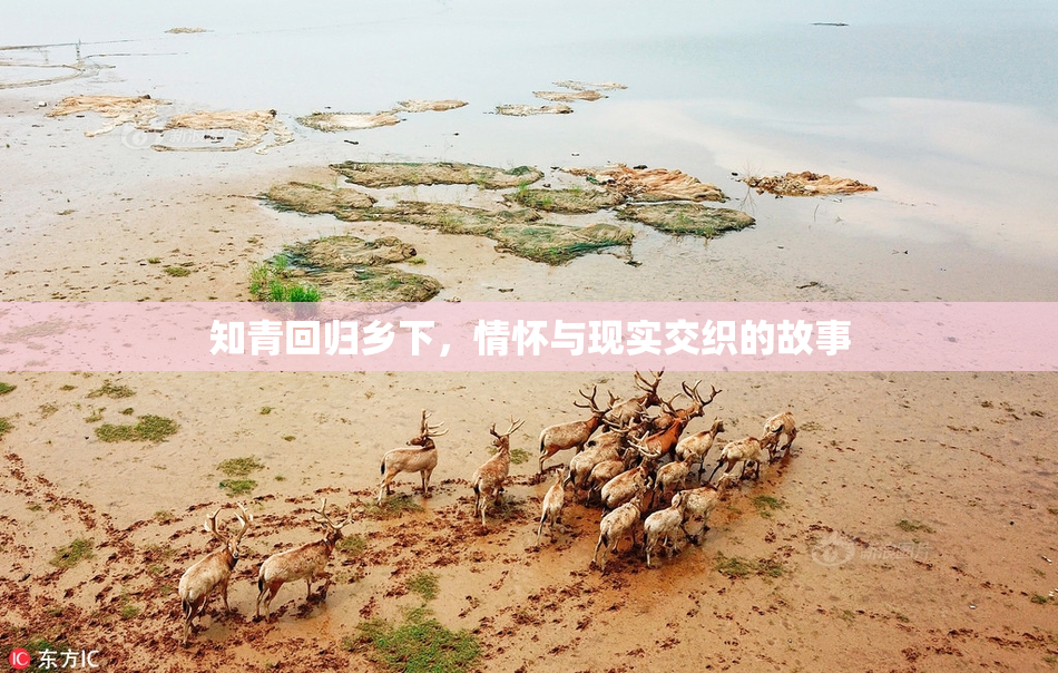 知青回归乡下，情怀与现实交织的故事