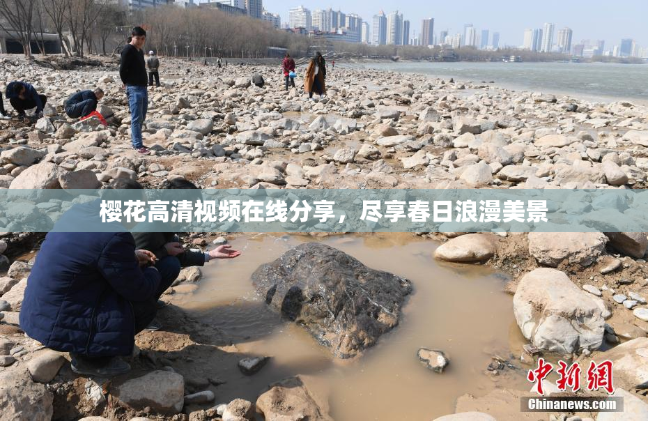 樱花高清视频在线分享，尽享春日浪漫美景