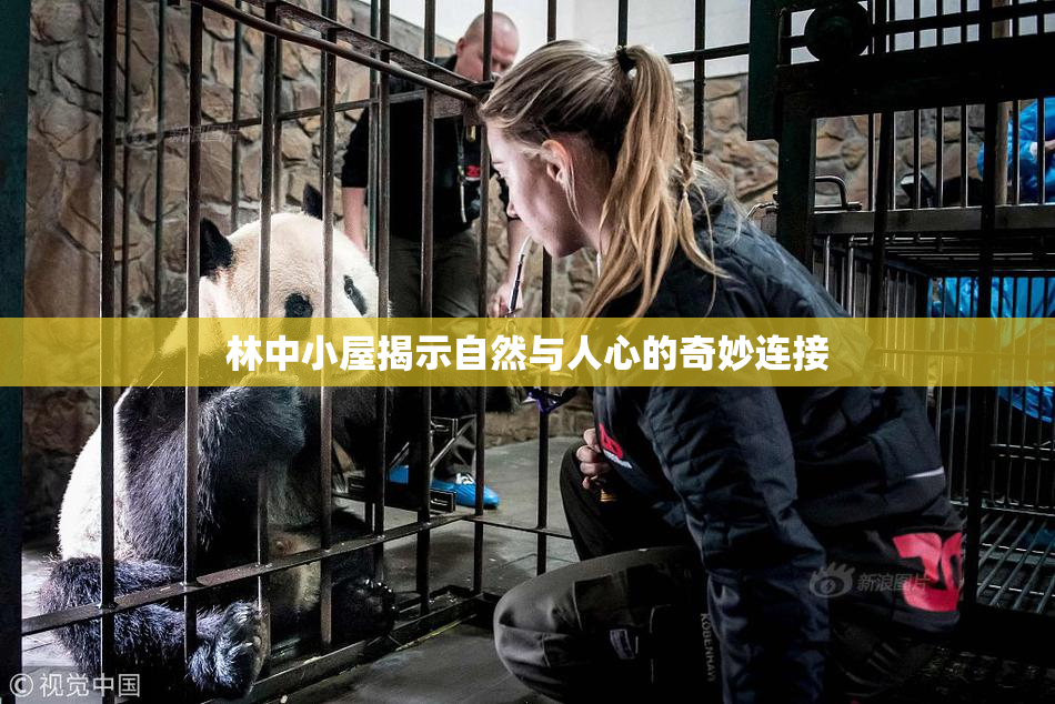 林中小屋揭示自然与人心的奇妙连接