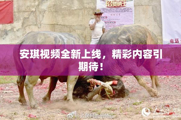 安琪视频全新上线，精彩内容引期待！