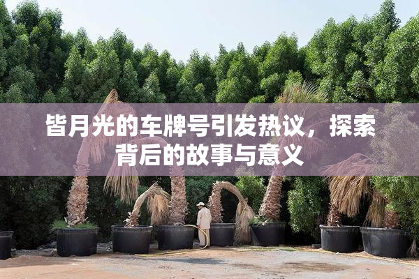 皆月光的车牌号引发热议，探索背后的故事与意义